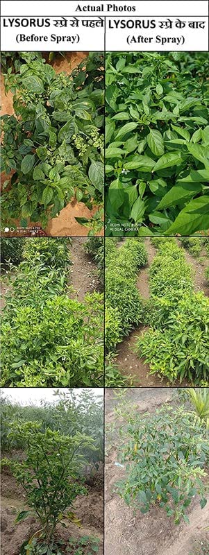 Katra Fertilizers लाइसोरस (1 Gm +50 Ml), वायरस नियंत्रण और रोकथाम के लिए एंटी-वायरस और बैक्टीरिया वायरसाइड, कृषि, खेतों में इस्तेमाल होने वाले बगीचे के लिए जैव कीटनाशक (6 का पैक)
