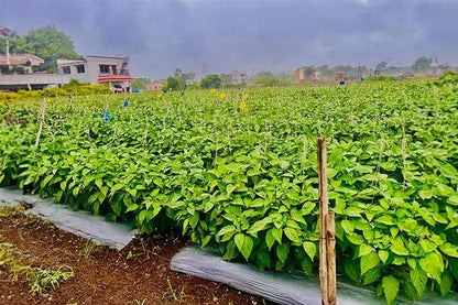 mulching sheet for cash crops