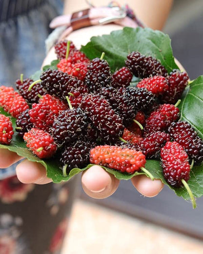 Bhumi Enterprise Rare Exotic All Time Mulberry (Air Layered) Hybrid Live Plant, Black & Red Color "Special Variety"(Fruit After 1 Year)