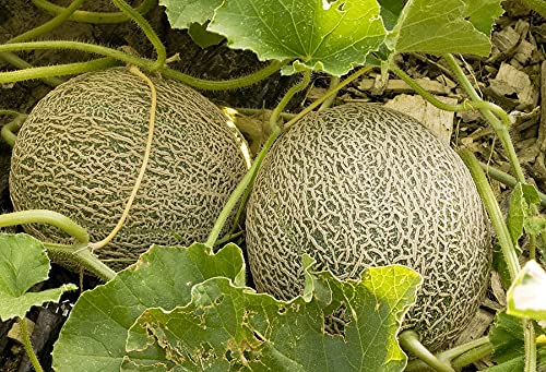 muskmelon seeds