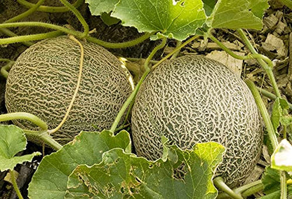 muskmelon seeds
