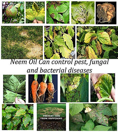 neem oil for control of pest, fungus and bacterial diseaes