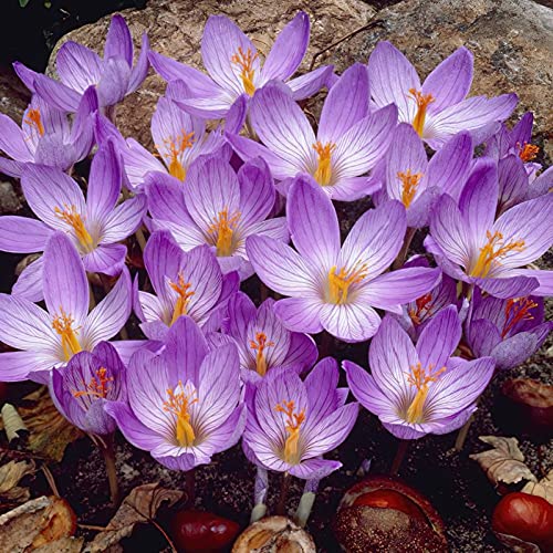 crocus sativus