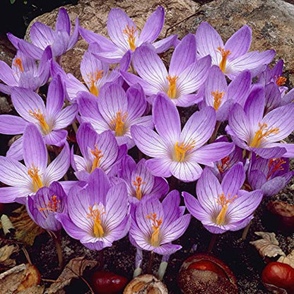 crocus sativus