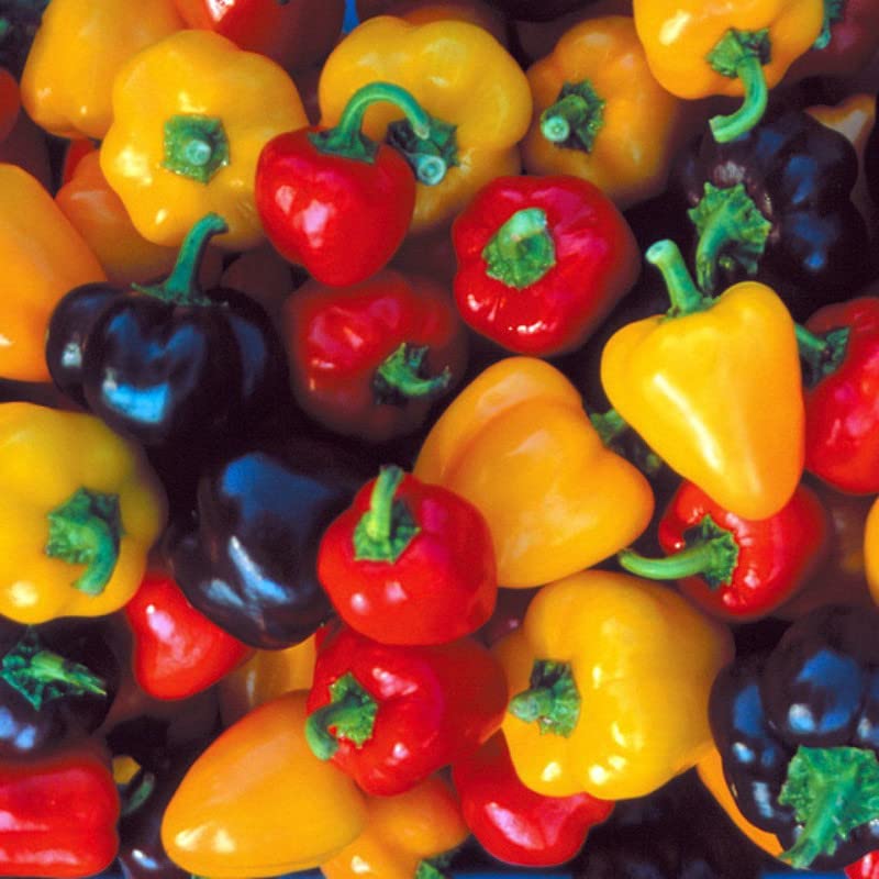 Radha Krishna Agriculture® Imported Capsicum Vegetable Seeds | Mix Capsicum Seed For Your Home Garden Pack of 50 Gram Seeds