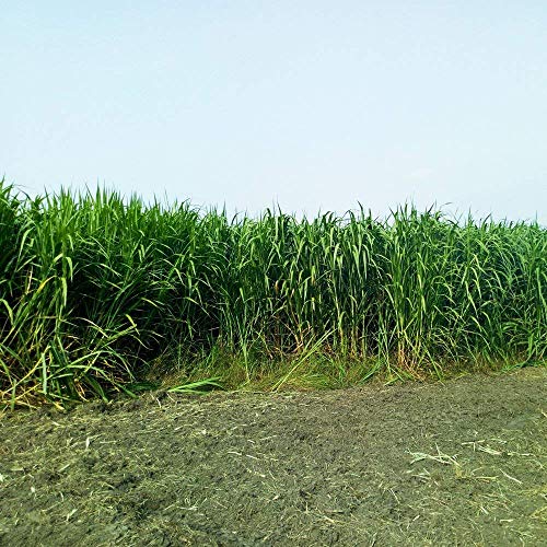 Napier grass cultivation techniques for increased yield