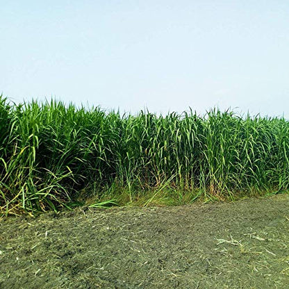 Napier grass cultivation techniques for increased yield