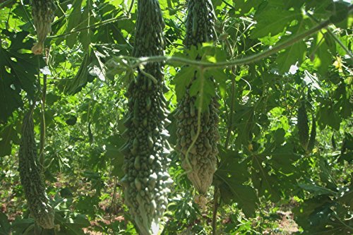 karela seeds