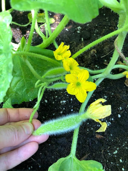 MYLAWN Armenian Long Cucumber / Snake Cucumber-A36K-120Seeds
