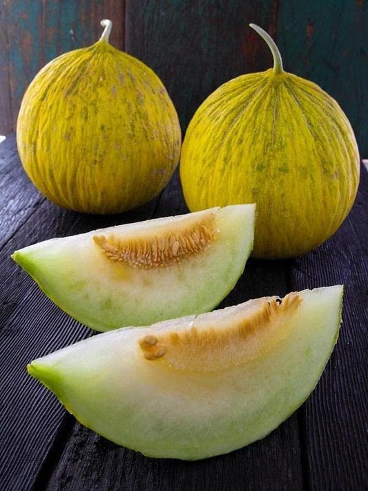Ritz Farming® Musk melons seeds | yellow melons Seed | fruit seeds For Your Garden and home planting Pack of 100 seeds