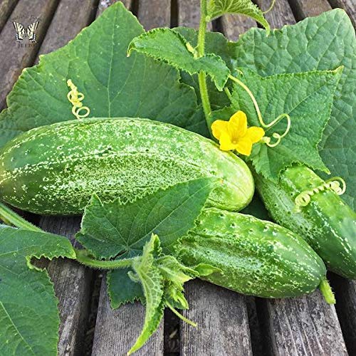 Royal Paradise Garden Rare Cucumber " Boston Pickling " Exotic 20 Vegetable Seeds for Growing
