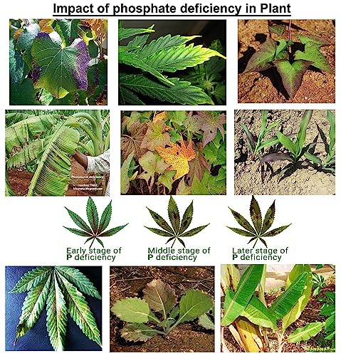 Phosphate deficiency symptoms