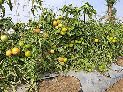 Syngenta Saaho (TO-3251) Hybrid Tomato seeds, 3500SD packing