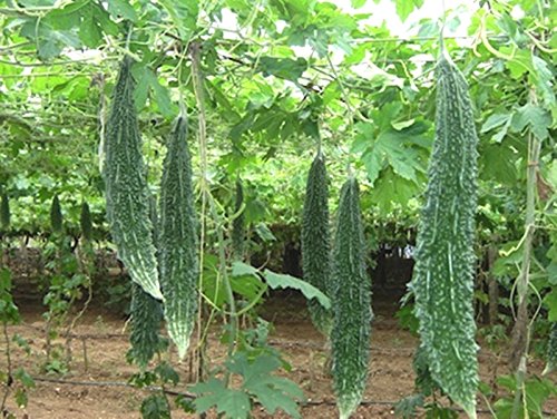 karela seeds