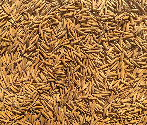 Green World पूसा PR-113 किस्म के धान/चावल के बीज खेती और कृषि बुवाई के लिए (15 Kgs x 1 का पैक)
