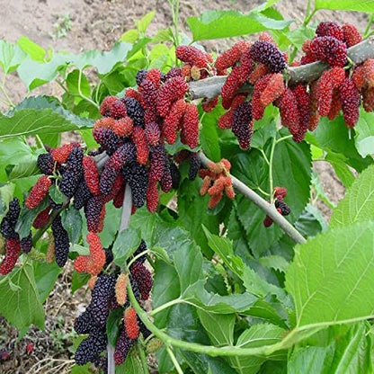 IXORA Mulberry Shahtoot all time variety Fruit (Cutting/Grafted) Live Plants & Tree(1-1.5 Ft Size)