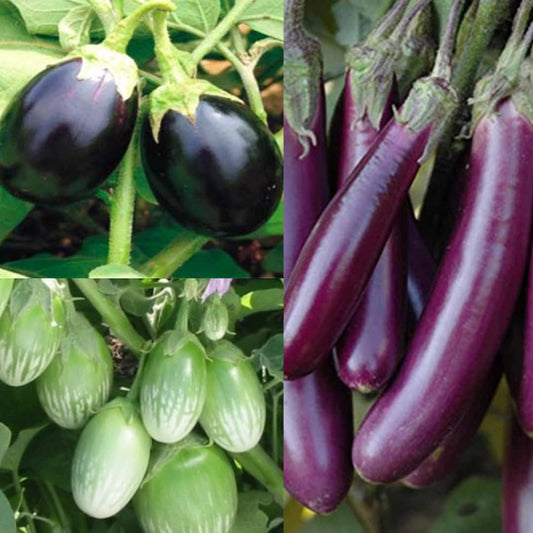 Native/Non-GMO Brinjal 3 Pack Brinjal Green, Brinjal Black Round, Brinjal Purple long Seeds for Gardening outside and terrace- Pack of 3