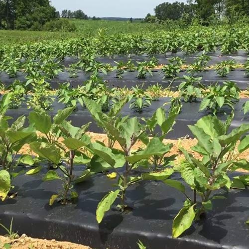 vegetable farming mulching