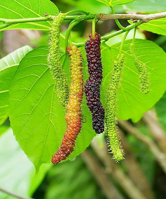 EverSneh Real Live Mulberry Shahtoot all time variety Fruit Live Plant & Tree(17-25cm Size) With Pot