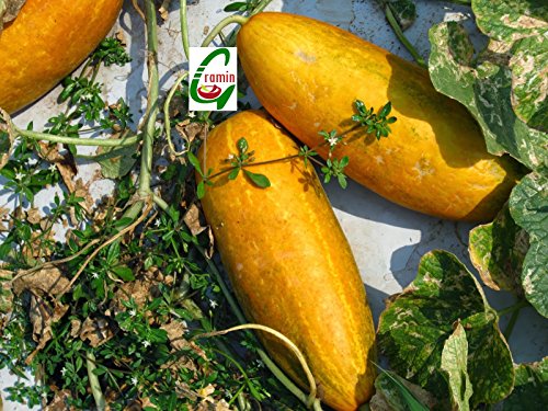 Creative Farmer Seedstores : Organic Yellow Indian Cucumber or Sambar Cucumber 20 seeds for Terrace Kitchen Gardening