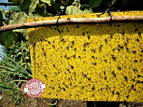 sticky trap for pest control