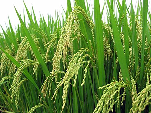 Green World पूसा PR-113 किस्म के धान/चावल के बीज खेती और कृषि बुवाई के लिए (15 Kgs x 1 का पैक)