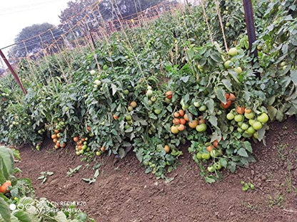 Syngenta Saaho (TO-3251) Hybrid Tomato seeds, 3500SD packing