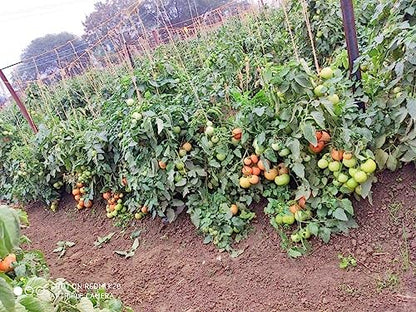 Green World Combo of Plant Growth Booster & Saaho (TO-3251) Hybrid Tomato seeds, 3500 seeds packing