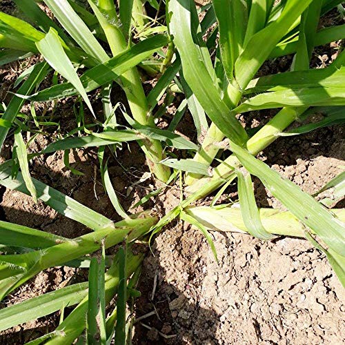 Napier grass as a bioenergy crop for renewable energy