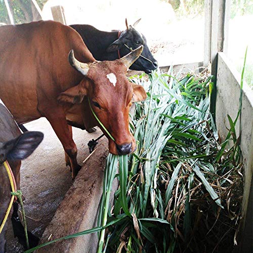 High-protein Napier grass varieties for dairy cows