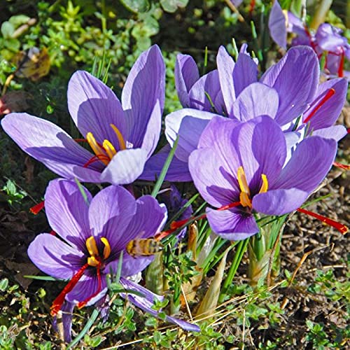 saffron sowing