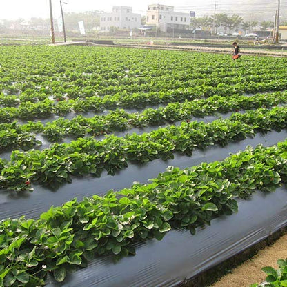 plastic mulch