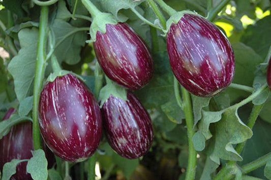 Golden Hills Farm Brinjal Seeds HT.46 Hybrid F1 Variety Heirloom Vegetable 500 seeds
