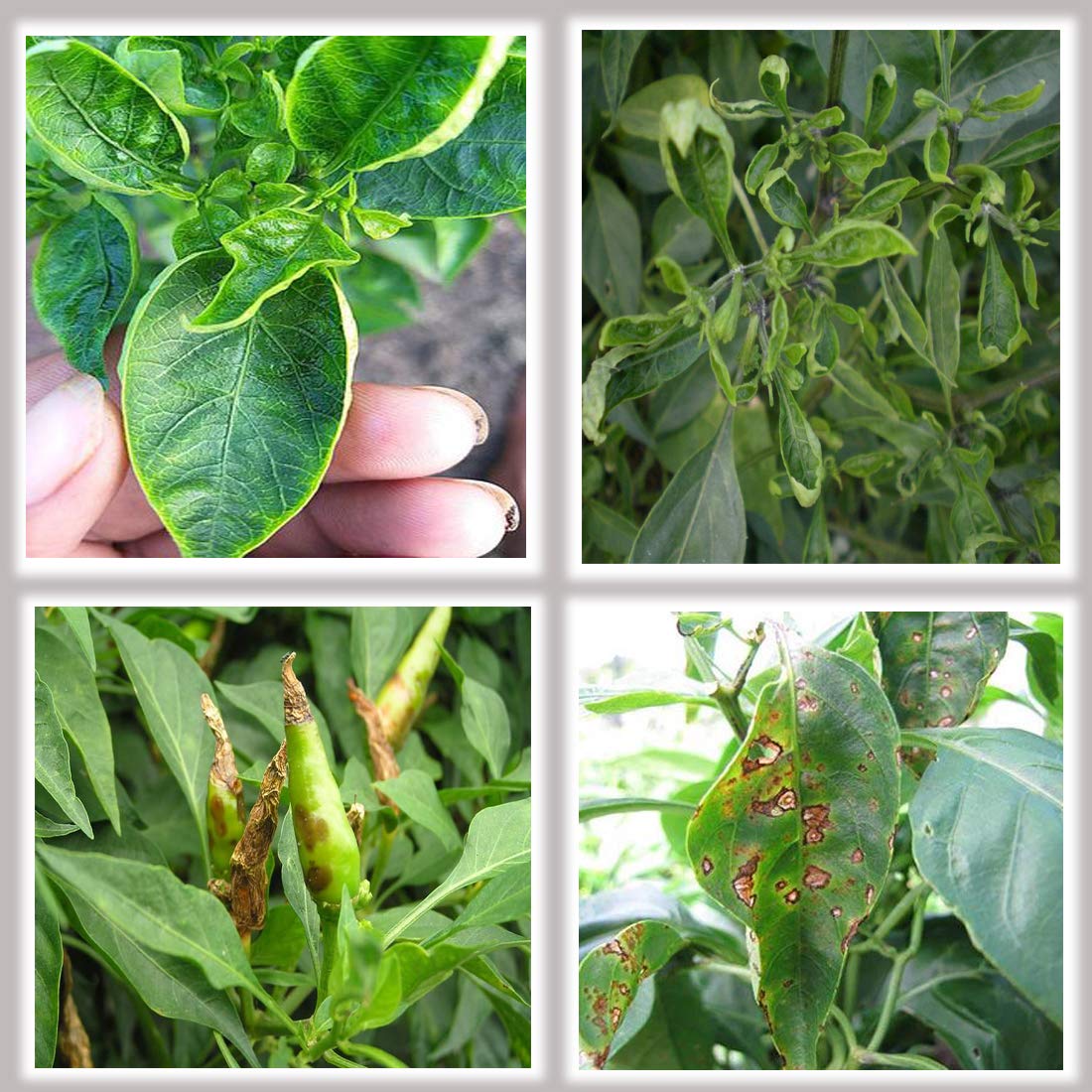 treat leaf spot