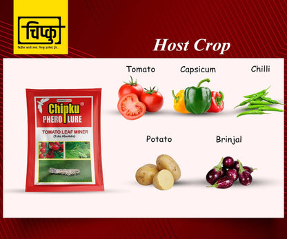 टोमॅटो लीफ मायनर (टुटा ॲब्सोल्युटा) पॅकसाठी चिपकू-फेरोमोन 10 चे