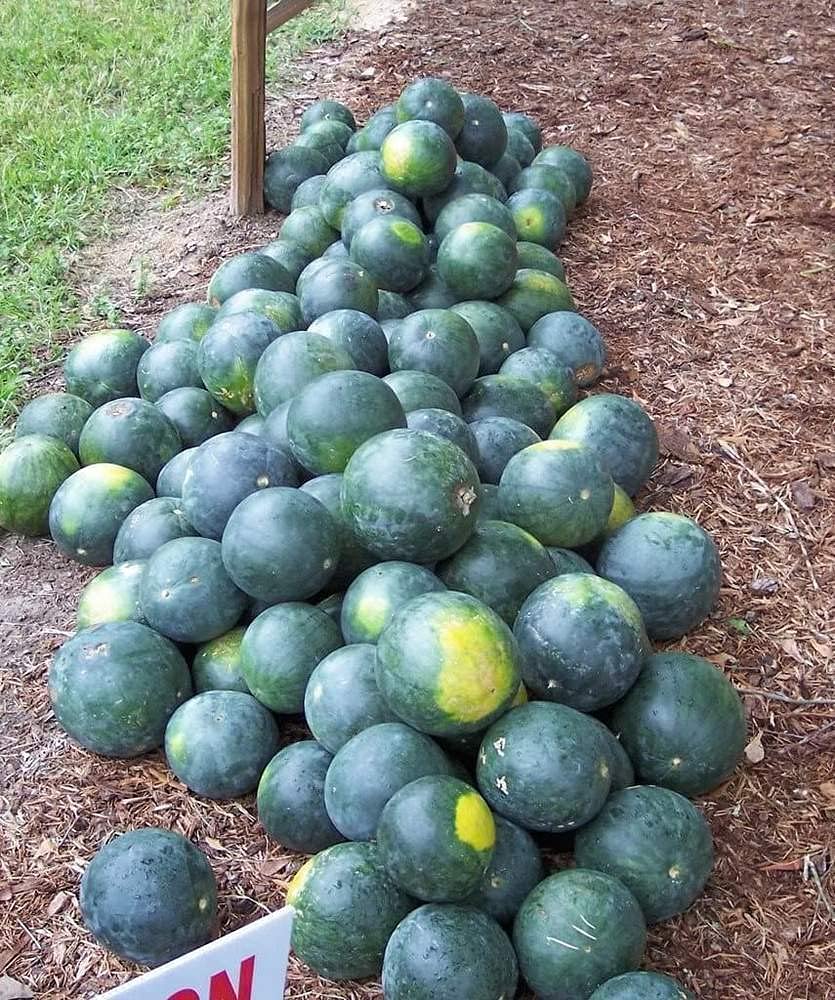 water melon seeds