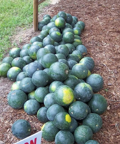 water melon seeds