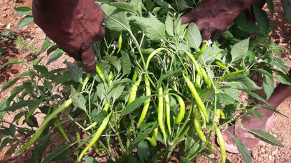 chili
