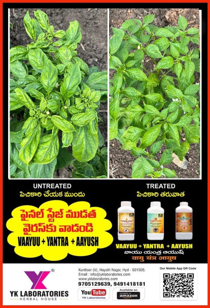 वाईके प्रयोगशालाएं ब्लैक थ्रिप नियंत्रण विशेष | वायु यंत्र आयुष (1L+1L+500ml) फसल कीट ब्लैक थ्रिप्स के लिए पैक