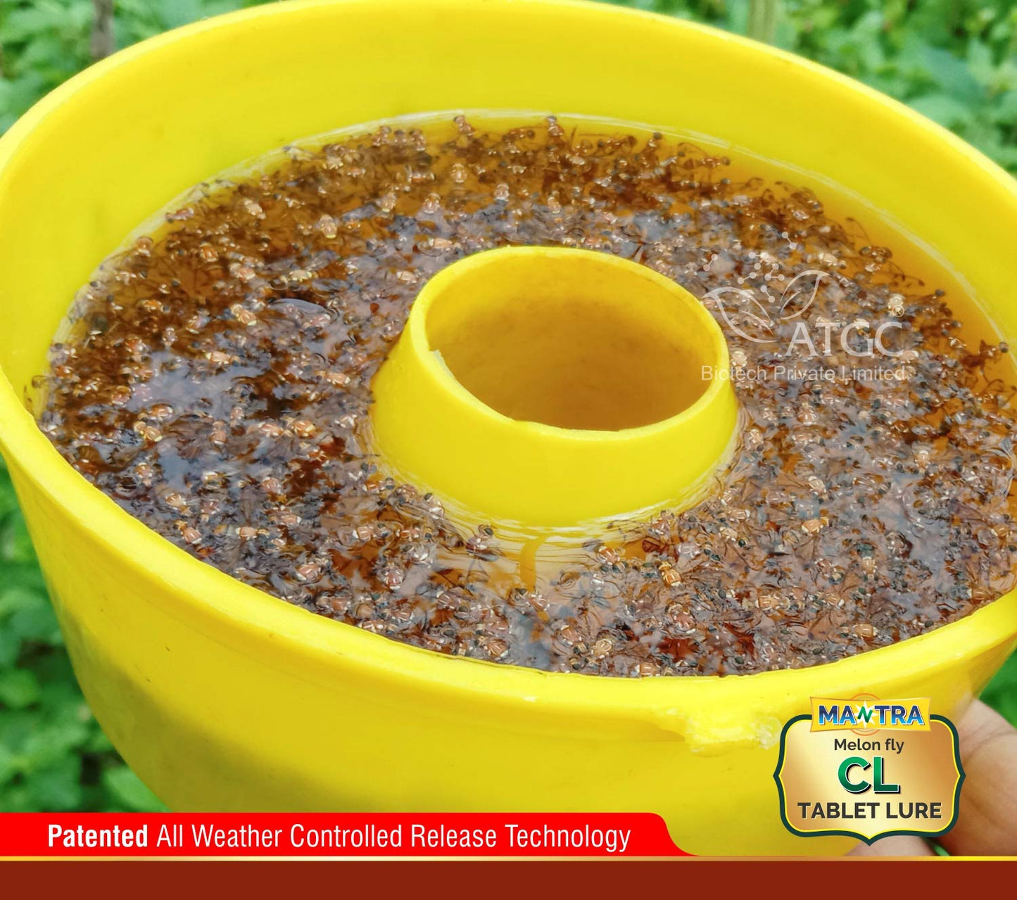 fruit fly trap
