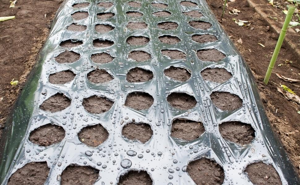 mulching paper for onion