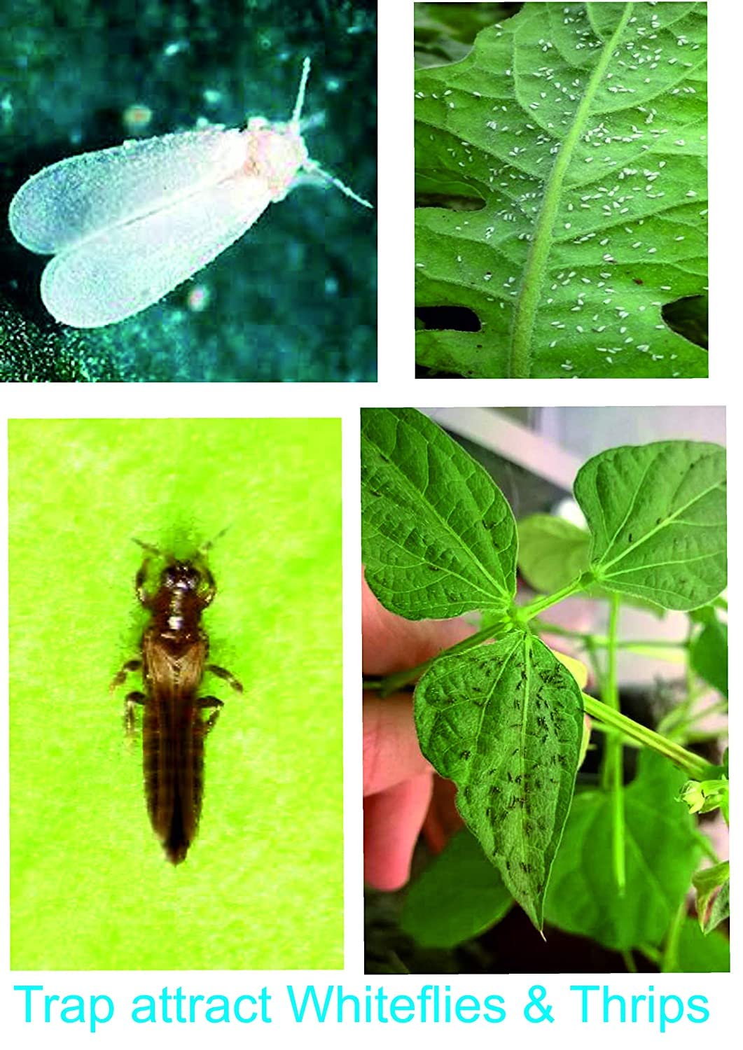 insect glue