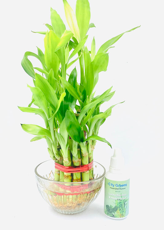 lucky bamboo