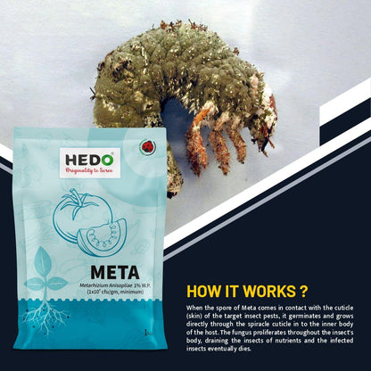 HEDO मेटारिज़ियम एनिसोप्लिए (1x10^8 CFU/gm) बायो-ऑर्गेनिक (1kg) पौधों के लिए सभी बीटल, वीविल, व्हाइट ग्रब, एफिड्स, थ्रिप्स को नियंत्रित करने के लिए