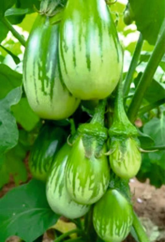 Rashmi Green Brinjal Seed for Kitchn Garden Eggplant Vegetable (Pack of 50 Seed)