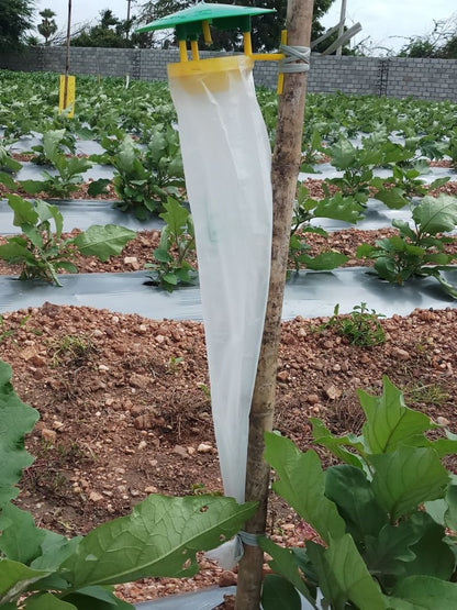 Phero Sensor Tuta Detector Pheromone Trap with Tuta absoluta Tomato Leaf Miner Pheromone Lure (100)