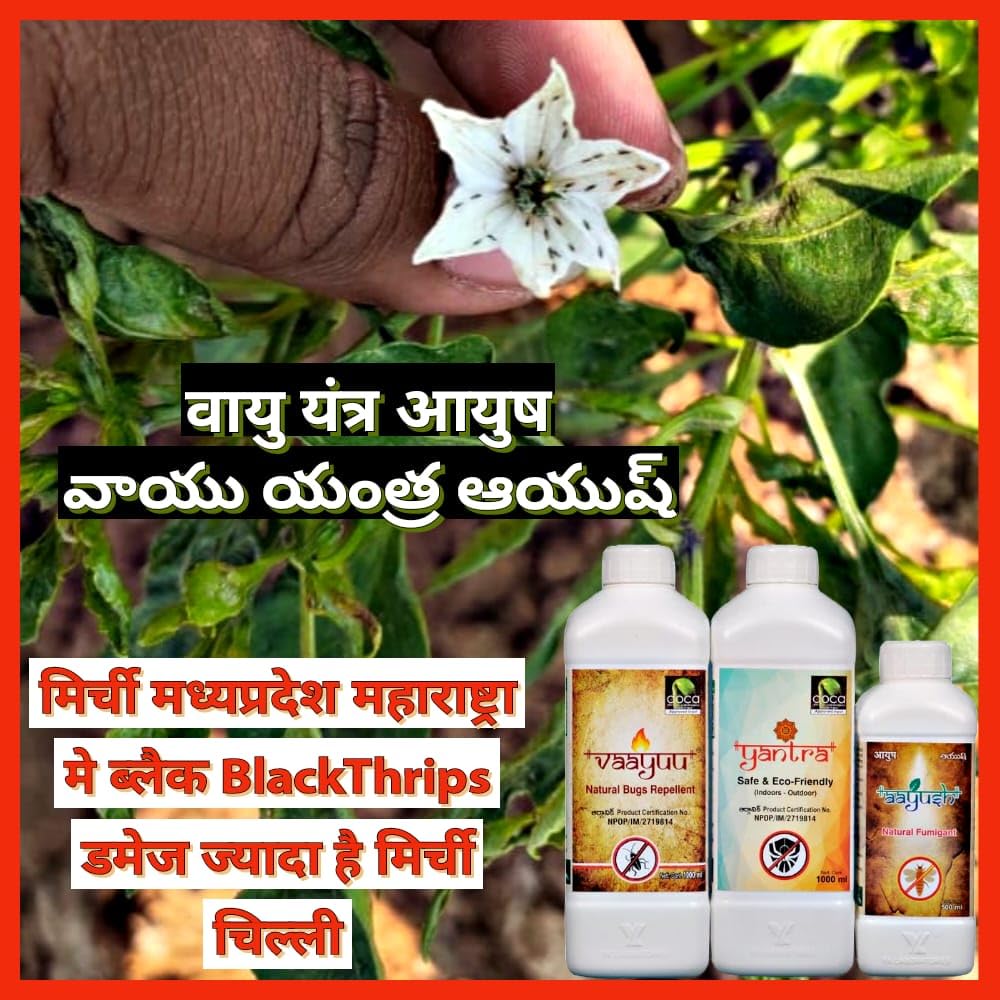 वाईके प्रयोगशालाएं ब्लैक थ्रिप नियंत्रण विशेष | वायु यंत्र आयुष (1L+1L+500ml) फसल कीट ब्लैक थ्रिप्स के लिए पैक