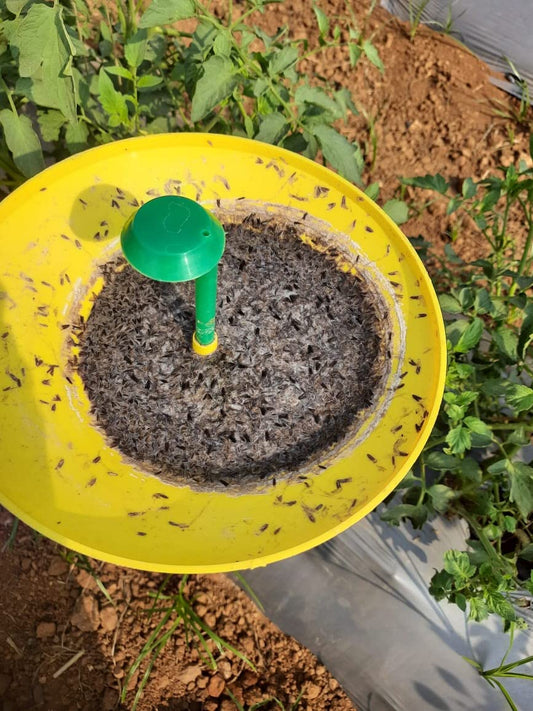 results of tomato lure