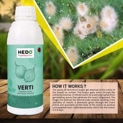 HEDO वर्टिसिलियम लेकानी बायो-ऑर्गेनिक लिक्विड (1L) पौधों के लिए - एफिड्स, थ्रिप्स और व्हाइटफ़्लाइज़ जैसे चूसने वाले कीटों के खिलाफ़