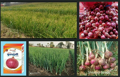 red onion seeds 